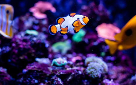 அழகான மற்றும் பெரிய அக்வேரியம் அமைக்கும் வழிமுறை – ஒரு முழுமையான வழிகாட்டி