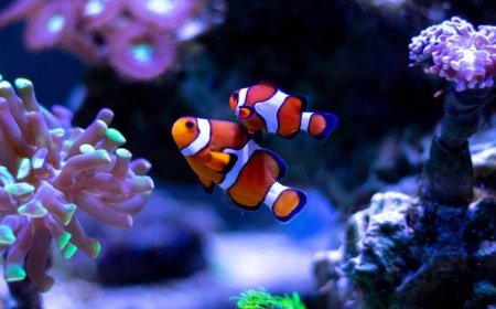 நீமோ கிளவுண் மீன் – கடலின் வண்ணமயமான நட்சத்திரம்