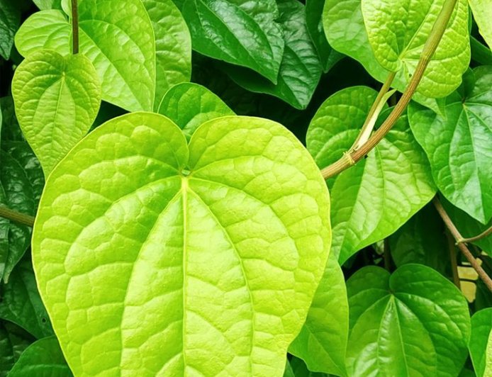 சர்க்கரை நோய் & மூட்டு வலிக்கு வெற்றிலையுடன் இந்த ஒரு பொருளை கலந்து சாப்பிடுங்கள்