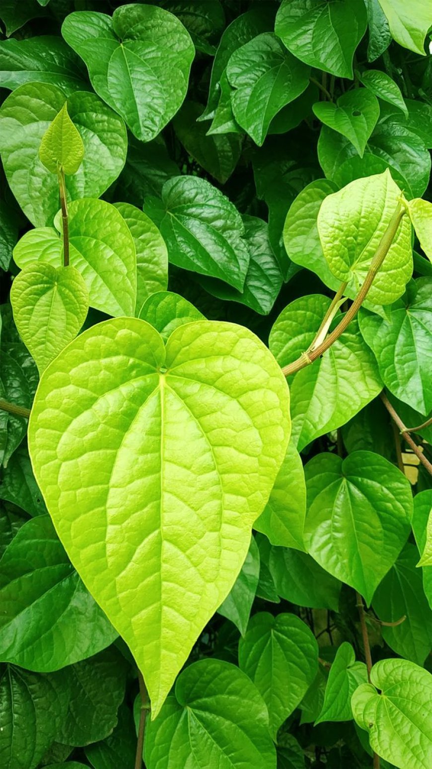 சர்க்கரை நோய் & மூட்டு வலிக்கு வெற்றிலையுடன் இந்த ஒரு பொருளை கலந்து சாப்பிடுங்கள்