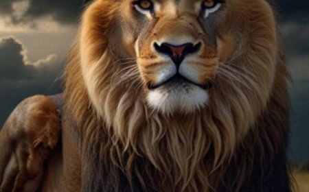 சிங்கங்களை பற்றிய  சுவாரஸ்ய தகவல்கள்!