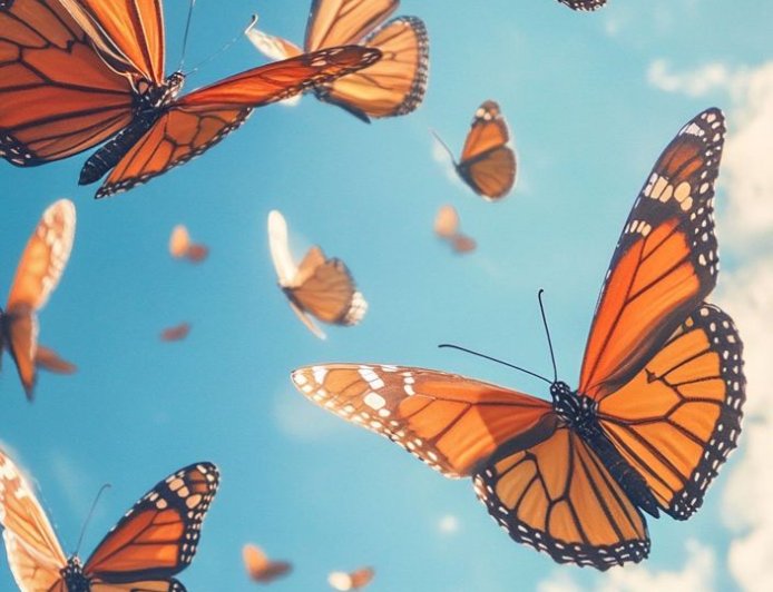 வண்ணத்துப்பூச்சி கவிதை