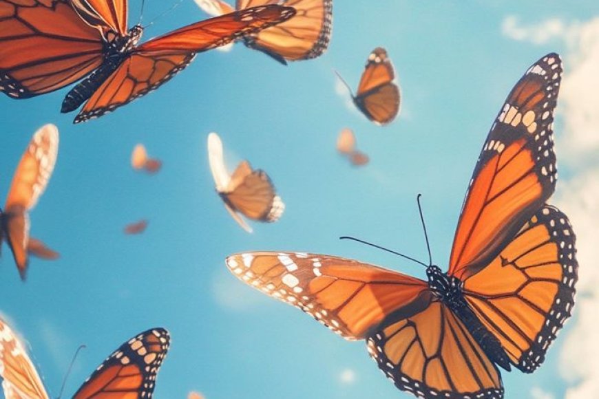 வண்ணத்துப்பூச்சி கவிதை